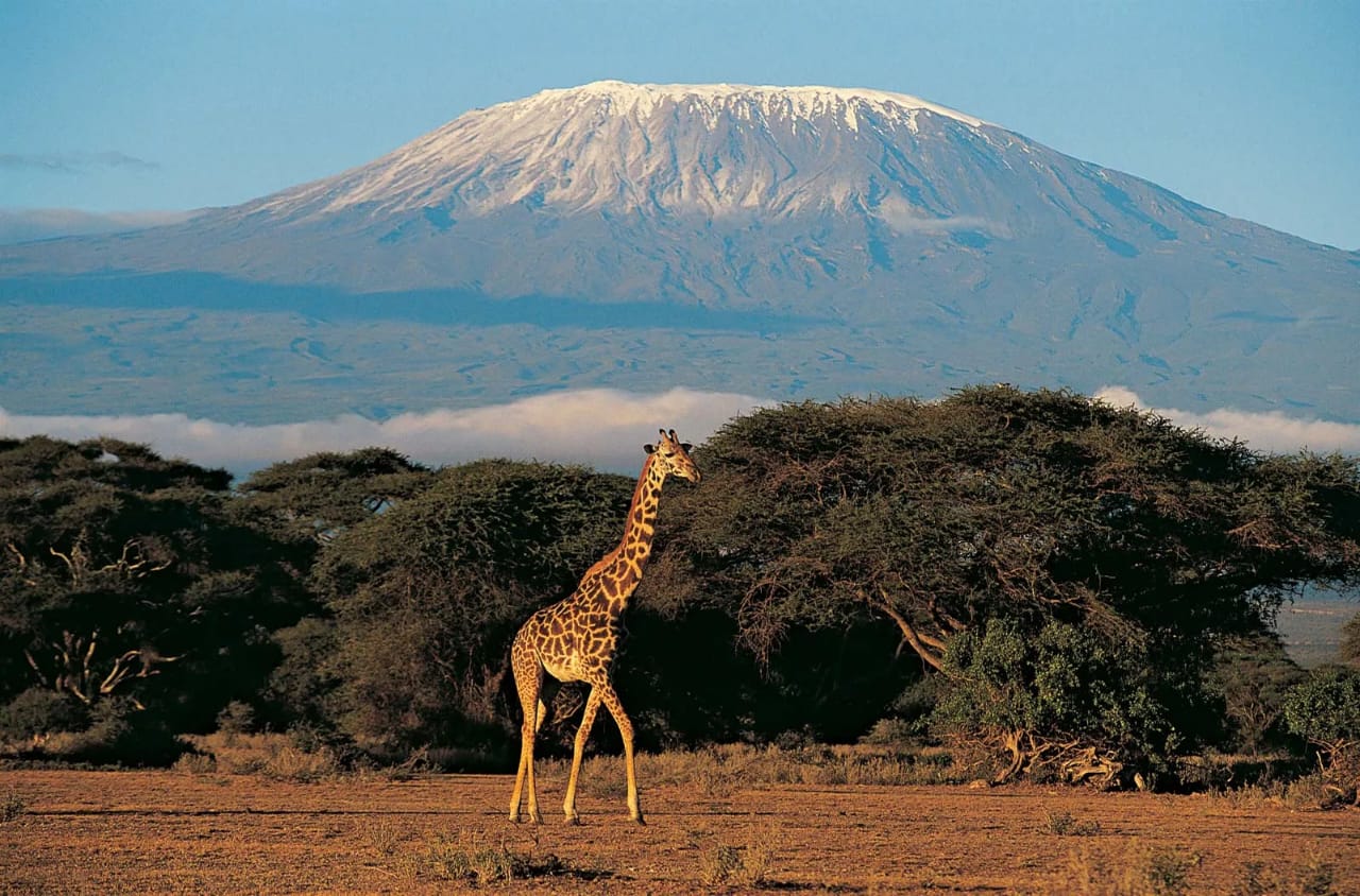 Tanzania Wildlife Safari Tour